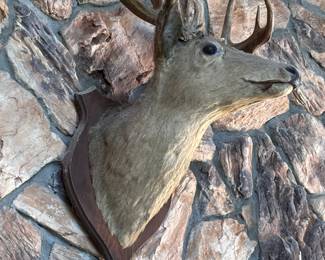 Deer mount