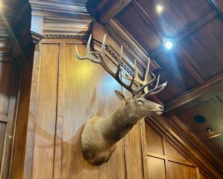Royal stag shoulder mount