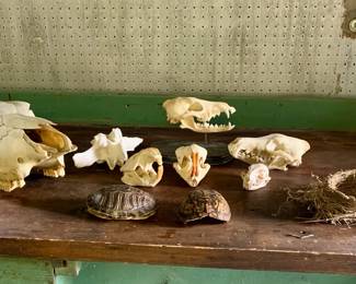 Various skulls, shells, nests
