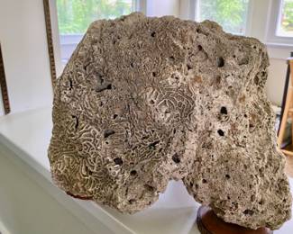 Limestone coral from Cape Cod...been in the family for decades...approx 17x16x11 and approx 25 pounds.