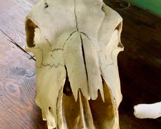 Cow Skull