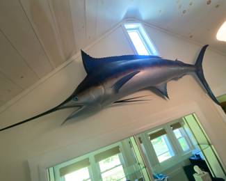 Majestic Blue Marlin Wall Mount made of fiberglass...8'7" in length, 30 inches dorsal to underside, 36 inches from top to bottom of tail.  We will take it off the wall, you will be responsible for transportation.
