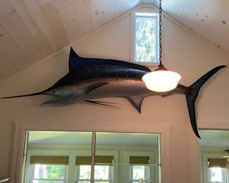 Majestic Blue Marlin Wall Mount made of fiberglass...8'7" in length, 30 inches dorsal to underside, 36 inches from top to bottom of tail.  We will take it off the wall, you will be responsible for transportation.