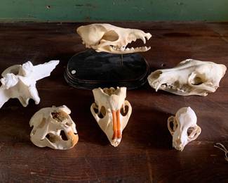 Various skulls, shells, nests