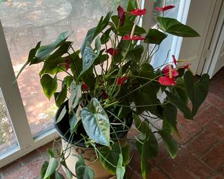 Live plants for sale