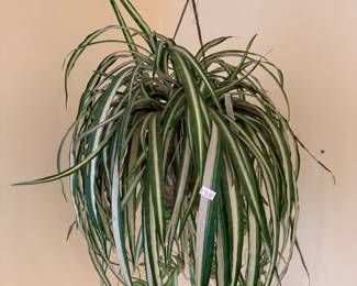 Plants