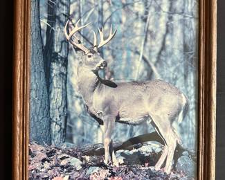 Wildlife Photography 