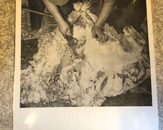 Vintage 1950s American Sheep Producers Council Poster