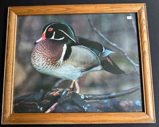 Wildlife Photography 