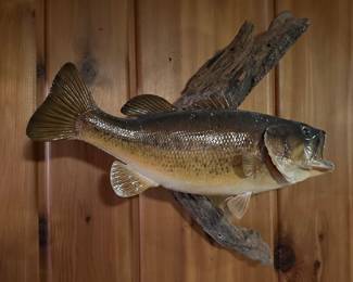Large Mouth Bass Taxidermy