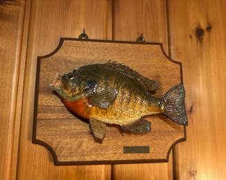 Bluegill Taxidermy