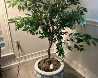 Decorative pot and plant