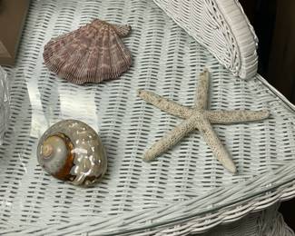 Large Collection Of Genuine Seashells & Other Specimens