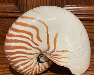 Oversized Seashell