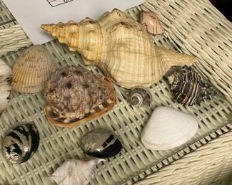 Large Collection Of Genuine Seashells & Other Specimens