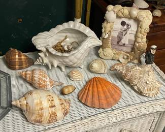 Large Collection Of Genuine Seashells & Other Specimens