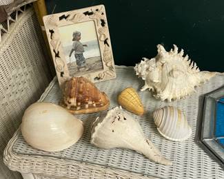 Large Collection Of Genuine Seashells & Other Specimens