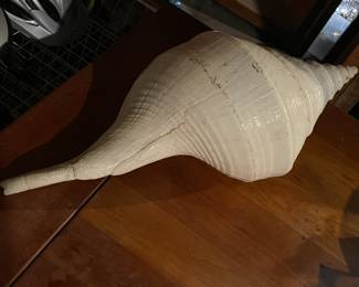 Oversized Genuine Seashell