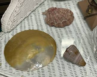 Large Collection Of Genuine Seashells & Other Specimens