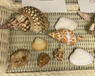 Large Collection Of Genuine Seashells & Other Specimens