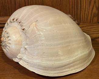 Oversized Seashell