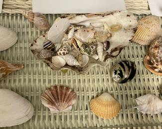 Large Collection Of Genuine Seashells & Other Specimens