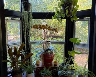 Interior house plants