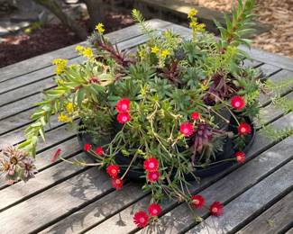 Succulent Centerpiece