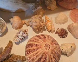 shells, coral , and other collectibles 
