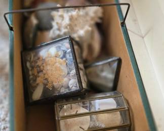colleciton of shells and more 
