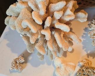 shells, coral , and other collectibles 