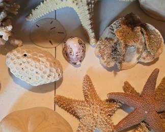 shells, coral , and other collectibles 