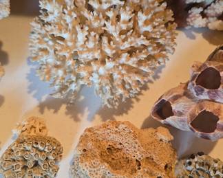 shells, coral , and other collectibles 