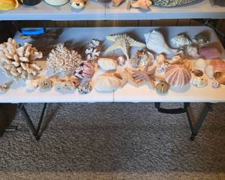shells, coral , and other collectibles 