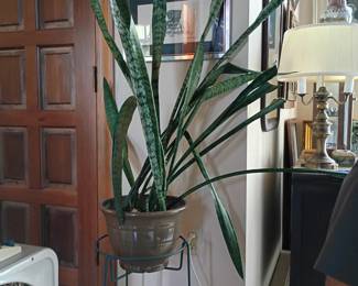 large indoor snake plant 