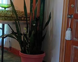 large indoor  snake plant 