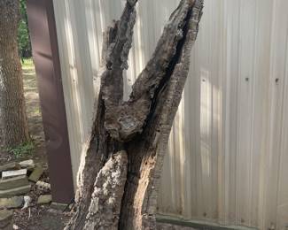 Decorative Driftwood