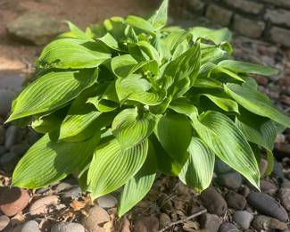 Beautiful Hosta Plant