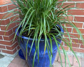 Liriope in Blue Glaze Ceramic Planter