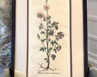 Framed & Matted "Althea Fruticans Hispanica Botanical" Print