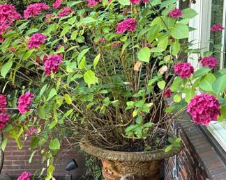 Pink Hydrangea in Large Urn Planter