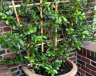 Potted Vining Plant – Possibly Jasmine