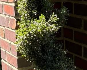 Potted Spiral Shaped Boxwood Topiary