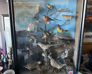 19th century Taxidermy Bird Diorama