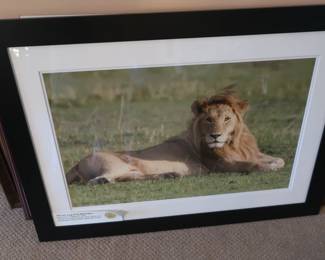 lion photograph picture