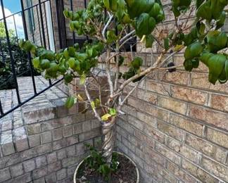 Live potted tree in planter