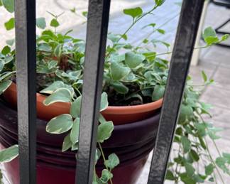 Plants and Planting Supplies