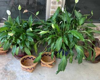 Plants