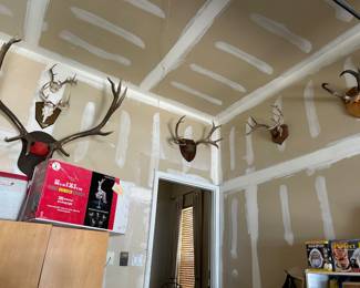 Mounted antlers 