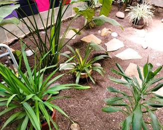 Atrium - Goddess statue, live plants (byo container) and stepping stones